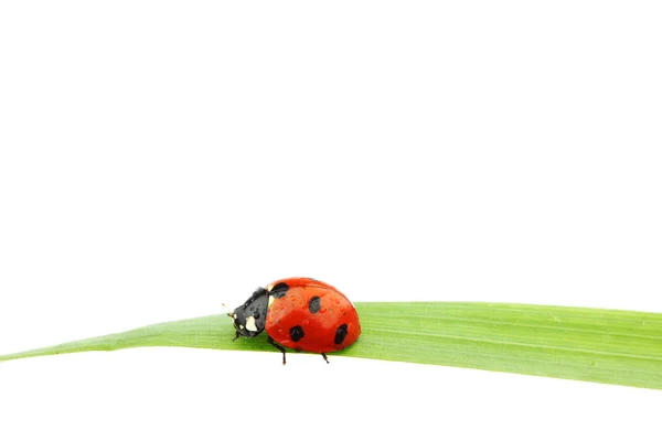 Ladybug on grass Royalty Free Stock Photos