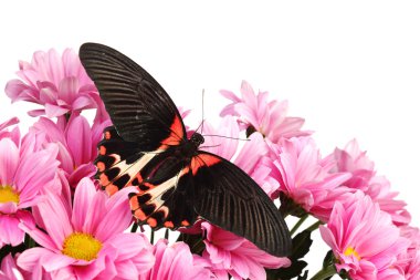 Papilio rumanzovia clipart