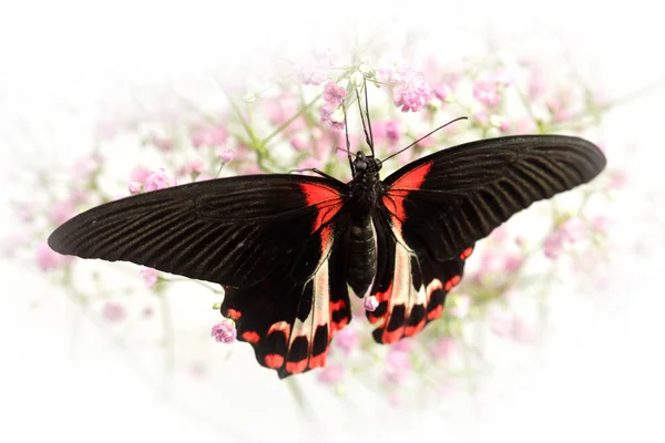 Rumanzovia de Papilio —  Fotos de Stock