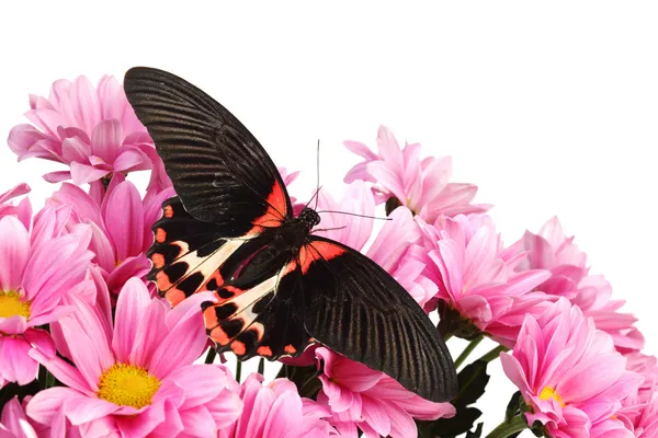 Papilio rumanzovia — Stok fotoğraf