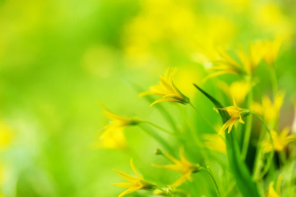 Żółte jare kwiecie — Zdjęcie stockowe