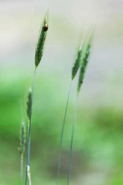 小穗的燕麦 — 图库照片
