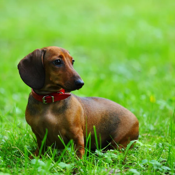 Dachshund na grama — Fotografia de Stock