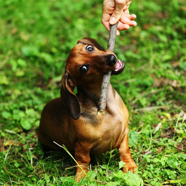 Είδος γερμανικού κυνηγετικού σκύλου στο γρασίδι — Φωτογραφία Αρχείου