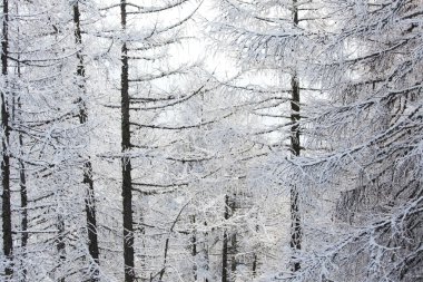 Forest in snow clipart