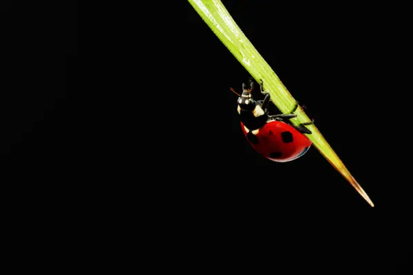Siyah üzerine izole uğur böceği — Stok fotoğraf