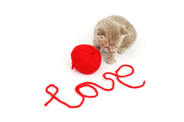 Aşk kedi — Stok fotoğraf