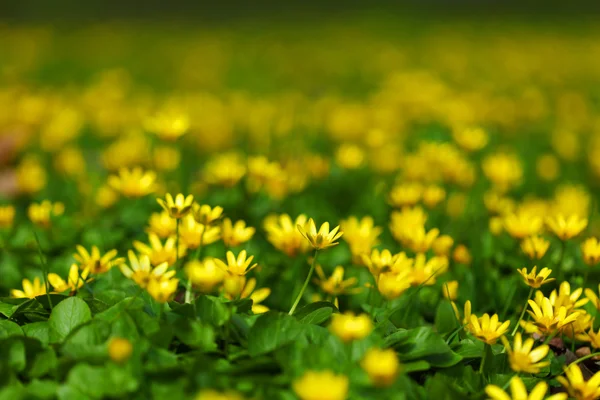 Yellow spring flowers — Stock Photo, Image