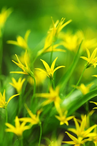 Fleurs jaunes printanières — Photo