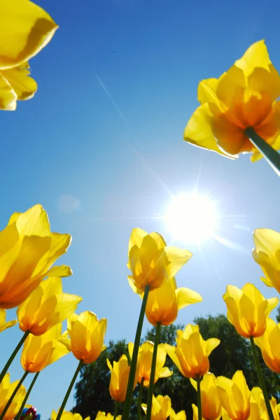 Tulipanes amarillos contra el cielo —  Fotos de Stock