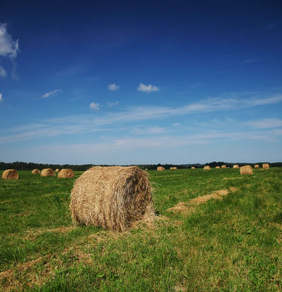 Hay on field — Stock Photo, Image