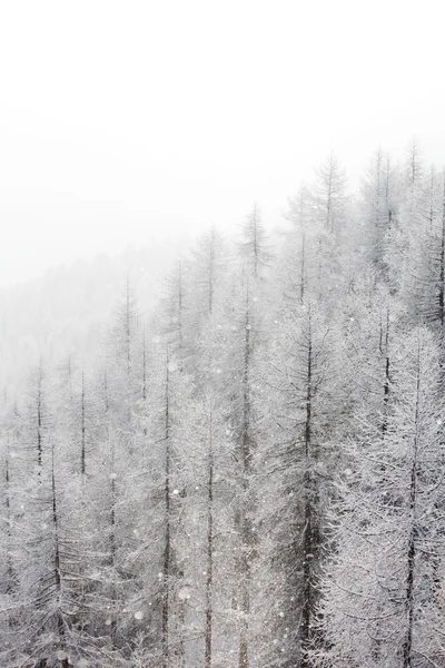 눈의 숲 — 스톡 사진