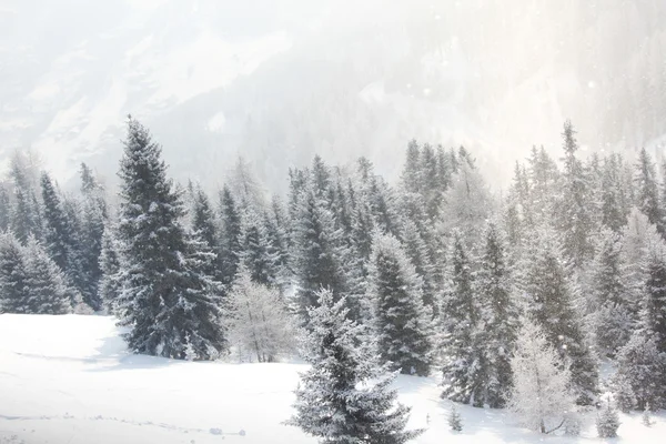 Forest in snow — Stock Photo, Image