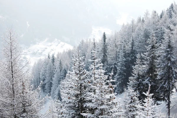 Forêt dans la neige — Photo