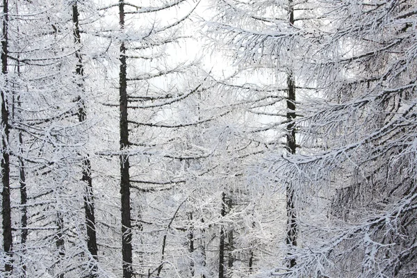 Bos in sneeuw — Stockfoto