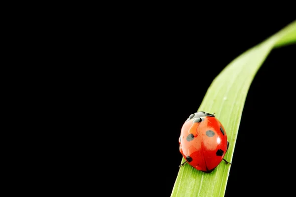 Ladybug isolated on black Stock Image