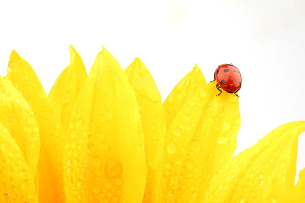 Ladybug on sunflower Royalty Free Stock Photos