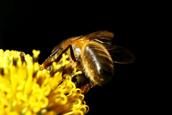 Munka méh — Stock Fotó