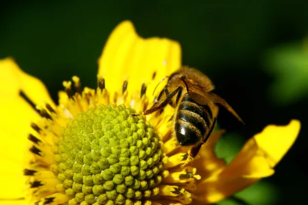 Iş arı — Stok fotoğraf