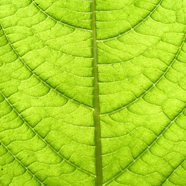 Зеленая листовая вена — стоковое фото