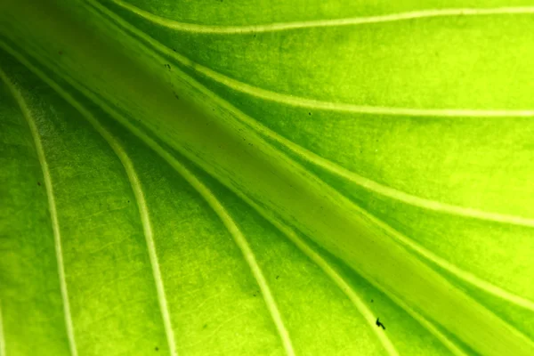 Πράσινο φύλλο φλέβα — Φωτογραφία Αρχείου