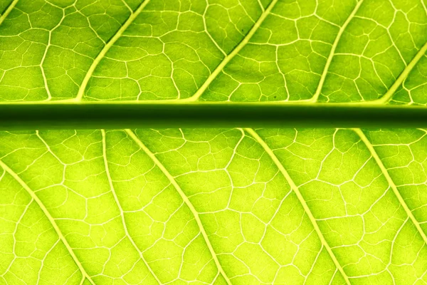 Зеленая листовая вена — стоковое фото