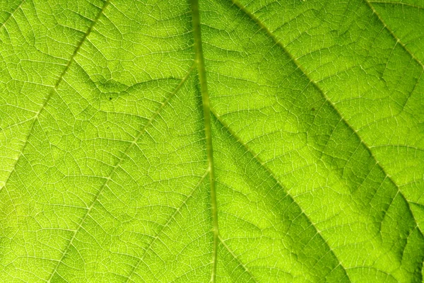 Veine de feuilles vertes — Photo