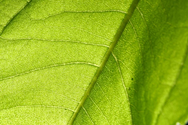 Veine de feuilles vertes — Photo