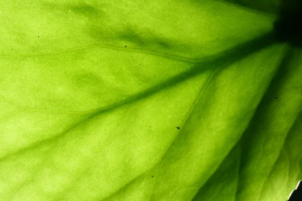 Zelený list žíly — Stock fotografie