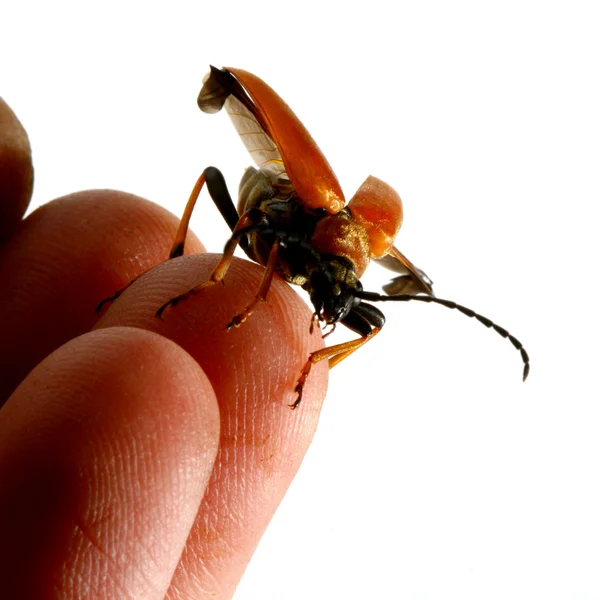 Bug volar a usted —  Fotos de Stock