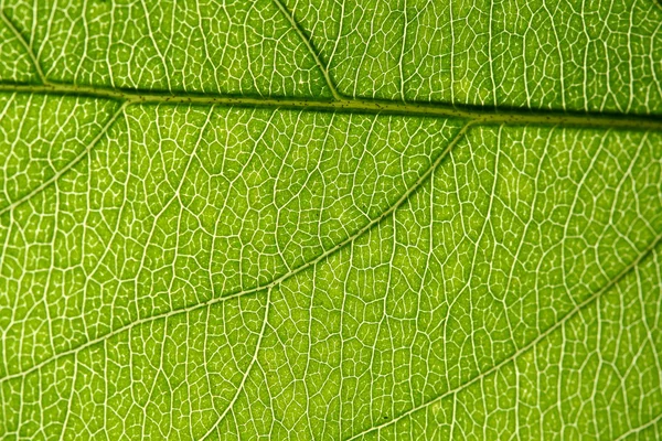 Green leaf vein Royalty Free Stock Images