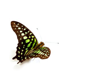 Graphium isolated clipart