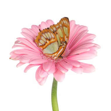 Siproeta stelenes on gerber clipart