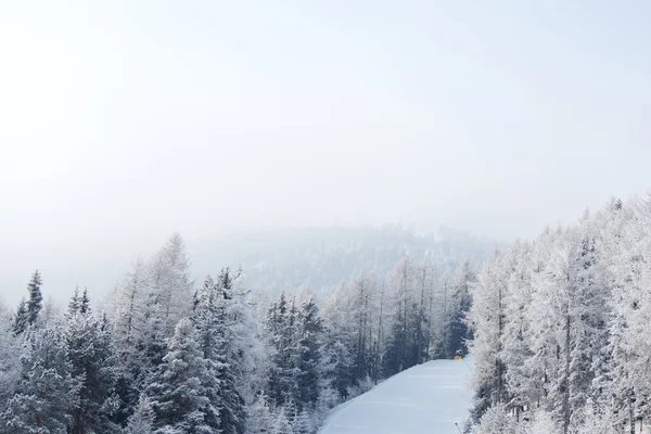 Erdő a hóban — Stock Fotó