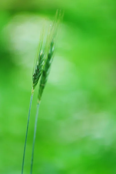 小穗的燕麦 — 图库照片