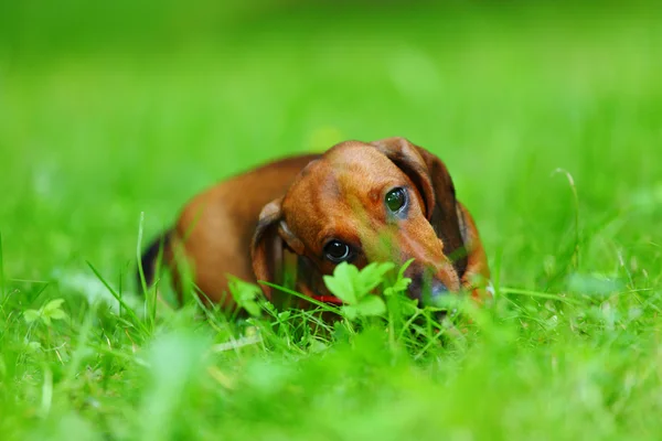 Dachshund on grass — Stock Photo, Image