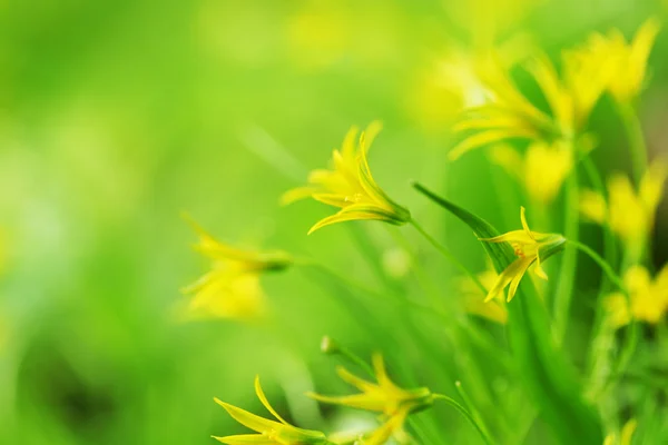 Flores amarillas de primavera —  Fotos de Stock