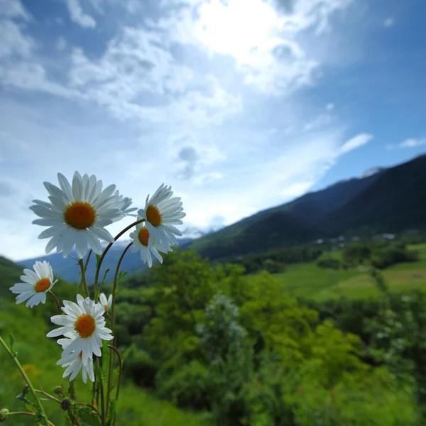Beautiful camomile in Alps swiss — Stock Photo, Image