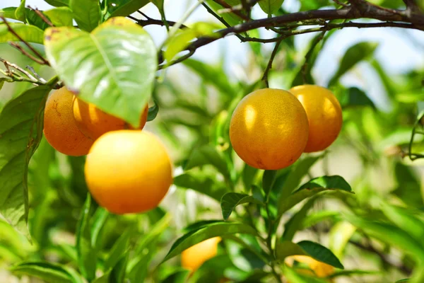 Gałąź drzewa pomarańczowego owoce zielone liście w Walencji, Hiszpania — Zdjęcie stockowe