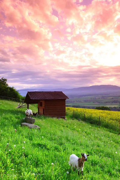 山羊在绿色草地上日出 — 图库照片
