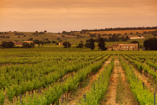 Помаранчеве небо над зеленим виноградник — стокове фото