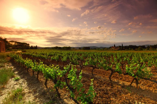 Orange himlen över grön vingård — Stockfoto