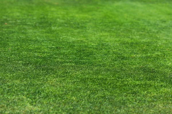 Krásná zelená tráva textura — Stock fotografie