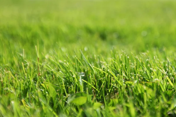 Piękna zielona konsystencja trawy — Zdjęcie stockowe