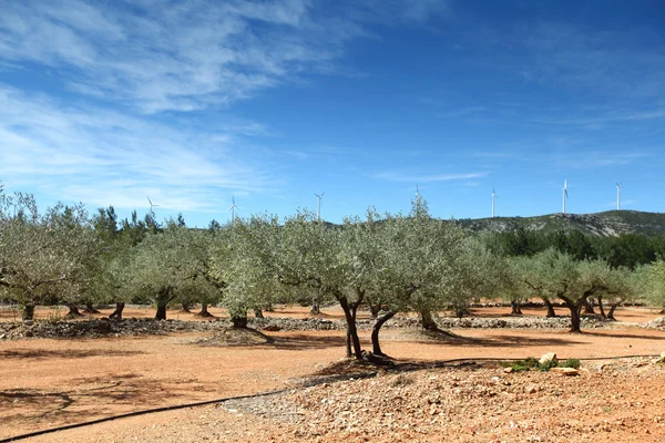 Оливкові дерева в Іспанії — стокове фото