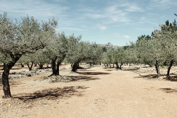Azeitonas em Espanha — Fotografia de Stock