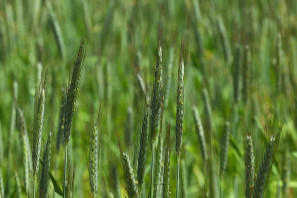 Campo de trigo de primavera temprana — Foto de Stock