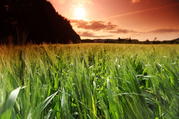 Ladang musim panas gandum — Stok Foto