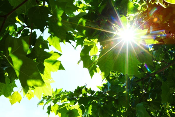 Groene bladeren en zon — Stockfoto
