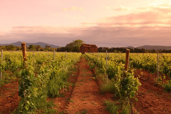 A sunrise Franciaországban Vineyard — Stock Fotó